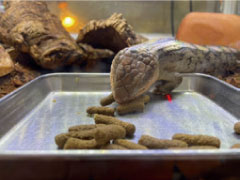 摂餌を確認した生体