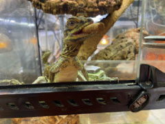 摂餌を確認した生体