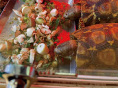 摂餌を確認した生体