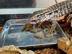 摂餌を確認した生体