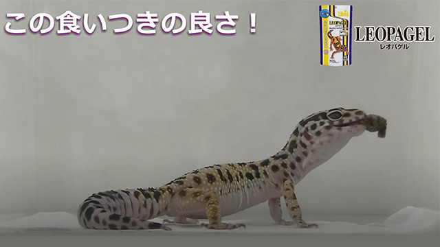 【レオパゲル】プロモーション動画