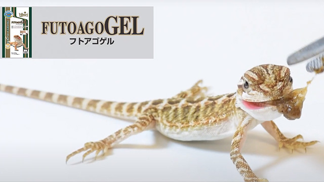【フトアゴゲル】プロモーション動画