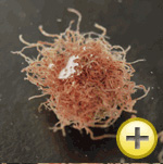 FDビタミン赤虫