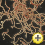 FDビタミン赤虫