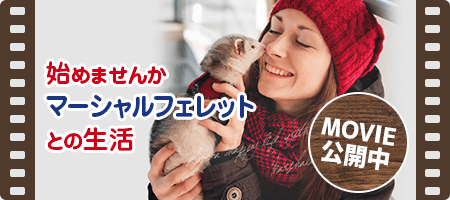 「始めませんか マーシャルフェレットとの生活」動画公開中!