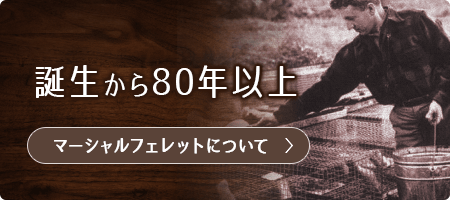 誕生から80年以上。マーシャルフェレットについて