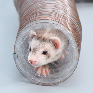 スーパースルーウェイ