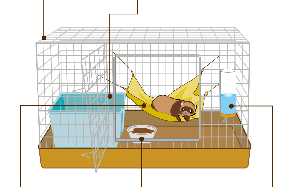 エサ フェレット フェレットの飼育方法を紹介！飼うならどの種類がいい？エサは？