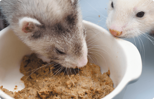 エサ フェレット フェレットのエサ（小動物用飼料）：はじめてのフェレットの飼い方