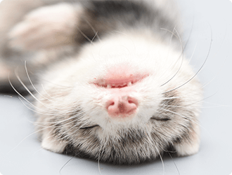 フェレットは犬猫に次ぐ「第3のコンパニオンアニマル」です