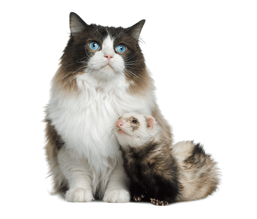 マーシャルフェレット 小動物用飼料 用品 マーシャルフードについて マーシャルフェレット 小動物用飼料 用品 マーシャルフードについて