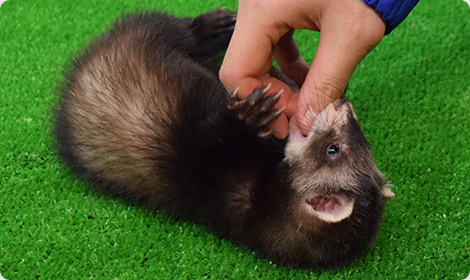 温和なマーシャルフェレット