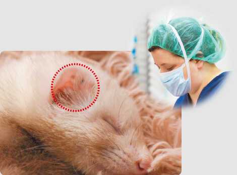 マーシャルフェレットの証