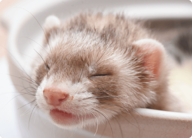 バタースコッチ