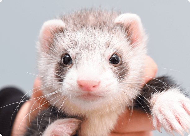 シルバーミット