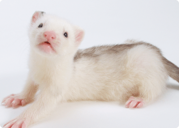 マークドホワイト