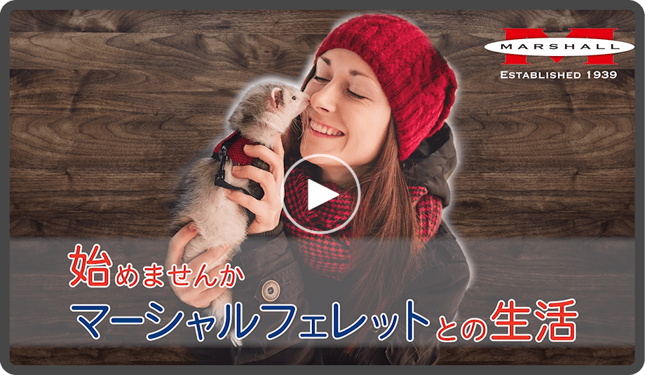 【マーシャルフェレットMOVIE】プロモーション動画