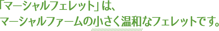 「マーシャルフェレット」はマーシャルファームの小さく温和なフェレットです。