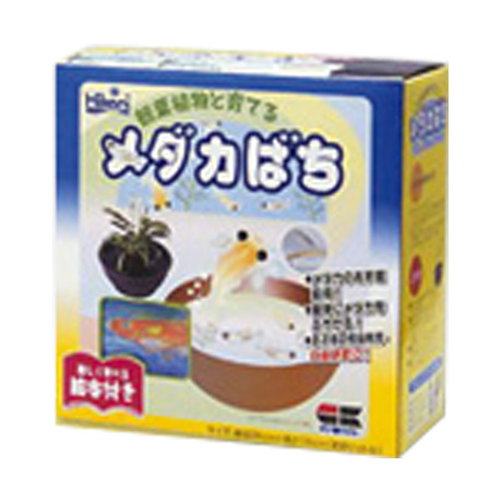 メダカばち 絵本付き