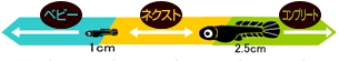 メダカの舞 切り替え