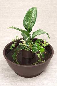 めだか鉢レイアウトイメージ1