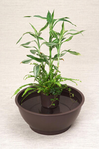 めだか鉢レイアウトイメージ4