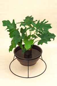 めだか鉢レイアウトイメージ5