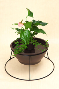 めだか鉢レイアウトイメージ7