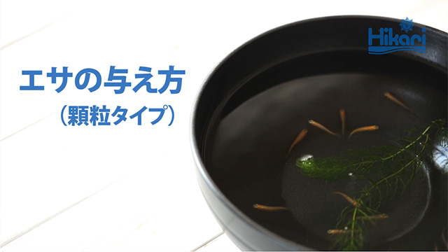 メダカの舞 コンプリート＜2.5cm以上の若いメダカに＞｜メダカ・川魚のエサ｜キョーリン【Hikari】