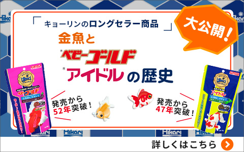 金魚とベビーゴールド アイドルの歴史大公開！
