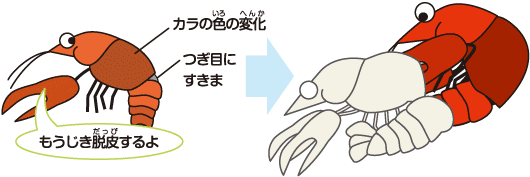 ザリガニの飼い方 ザリガニの飼育方法 その他飼料 餌 エサ キョーリン