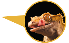 クレステッドゲッコーの仕草