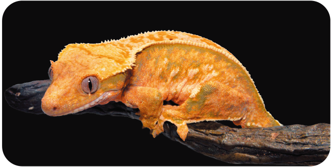 モザイクスーパーピンストライプ