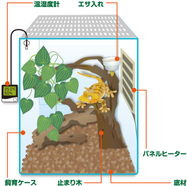 クレステッド ゲッコー 飼育