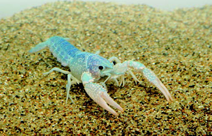 矢板緑　ザリガニ 矢板緑ザリガニ