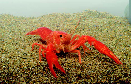 ザリガニの飼育方法 ザリガニ 飼育 繁殖 エサ ザリガニの飼い方 キョーリン Hikari