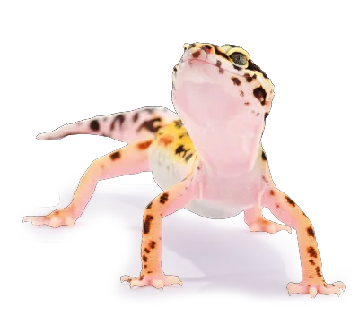 おいしそ~