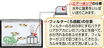 熱帯魚のエサ 熱帯魚用飼料 アカヒレの飼い方 アカヒレの飼育方法 熱帯魚のエサ 熱帯魚用飼料 アカヒレの飼い方 アカヒレの飼育方法