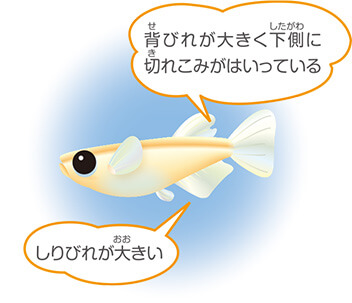 メダカの飼い方 メダカ エサ 水槽 繁殖 長生き メダカの飼い方 キョーリン Hikari