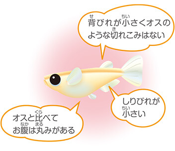 メダカの飼い方＜メダカ,エサ,水槽,繁殖,長生き＞｜メダカの飼い方