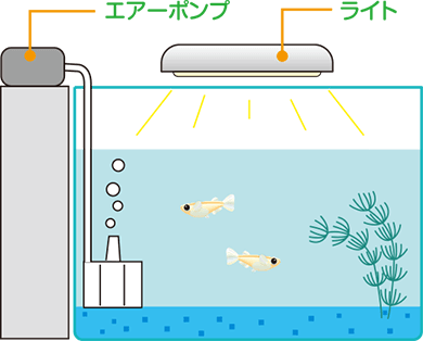 メダカの飼い方 メダカ エサ 水槽 繁殖 長生き メダカの飼い方 キョーリン Hikari