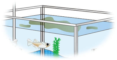メダカのエサ 川魚のエサ メダカ 川魚用飼料 メダカ の飼い方 メダカ の飼育方法 メダカのエサ 川魚のエサ メダカ 川魚用飼料 メダカ の飼い方 メダカ の飼育方法