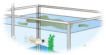 メダカのエサ 川魚のエサ メダカ 川魚用飼料 メダカ の飼い方 メダカ の飼育方法