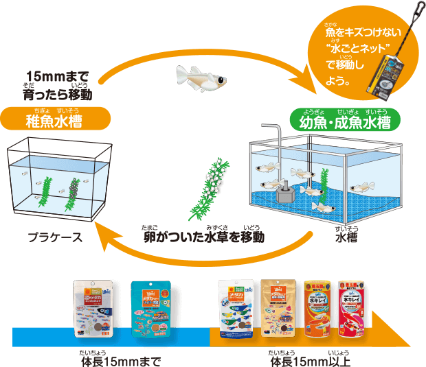 メダカのエサ 川魚のエサ メダカ 川魚用飼料 メダカ の飼い方 メダカ の飼育方法