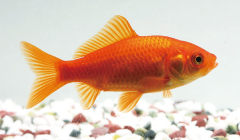 金魚のエサ 金魚用飼料 金魚の飼い方 金魚の飼育方法