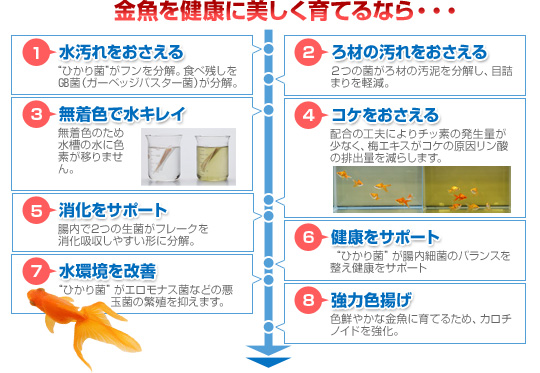 金魚の飼い方 金魚の飼育方法 金魚のエサ 金魚用飼料 キョーリン