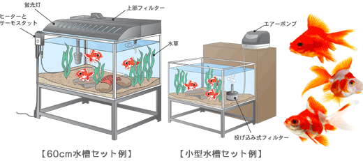 金魚の飼育方法 金魚 水槽 飼料 餌 エサ 金魚の飼い方 キョーリン Hikari