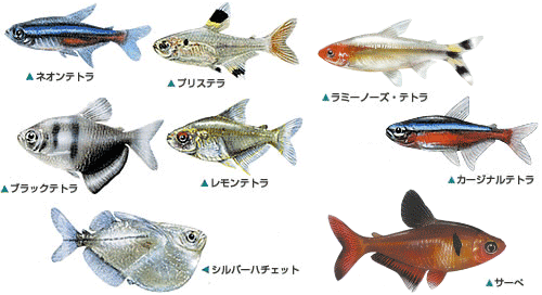 カラシン 小型熱帯魚 の飼い方 カラシン 小型熱帯魚 の飼育方法 熱帯魚用飼料 餌 エサ キョーリン
