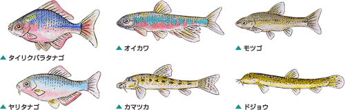 川魚の飼い方 川魚 エサ 水槽 そうじ 繁殖 フィルター 川魚の飼い方 キョーリン Hikari