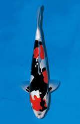 ドイツ昭和三色